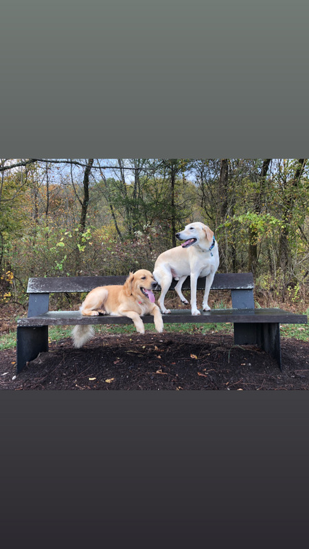 Sarge (Lab) & Gus (Golden)