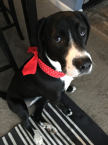 Stella Louise