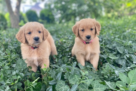 Beau and Bella