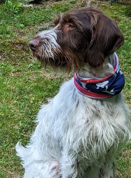 Entry image for Woody . Clicking this image will show a larger photo