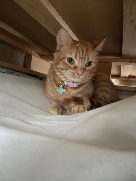 Rosie