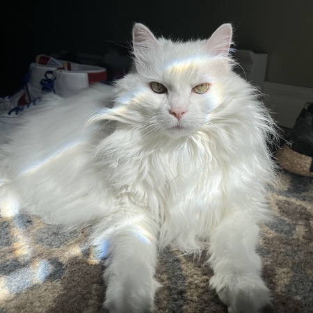 Marshmallow