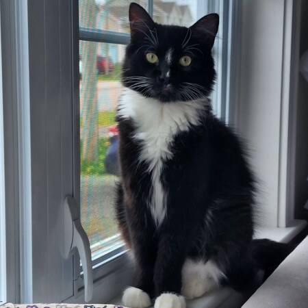 Zorro