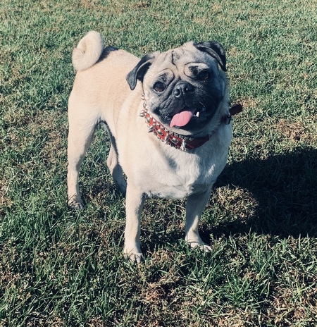 Owen