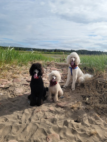 Isla, Stella & Touton