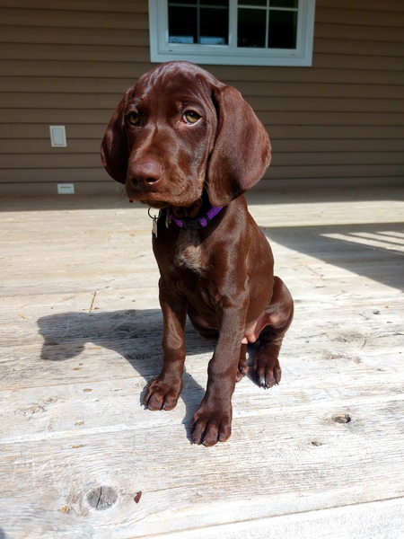 Bailey (regd WoodPoint Bailey)