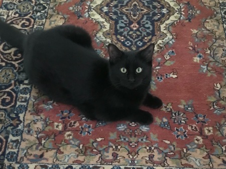 Willa