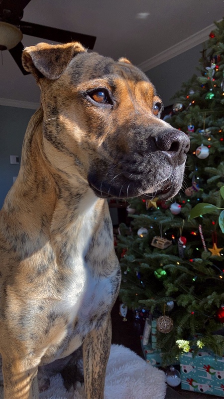 Jaxx
