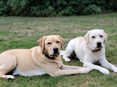 Diesel & Tucker