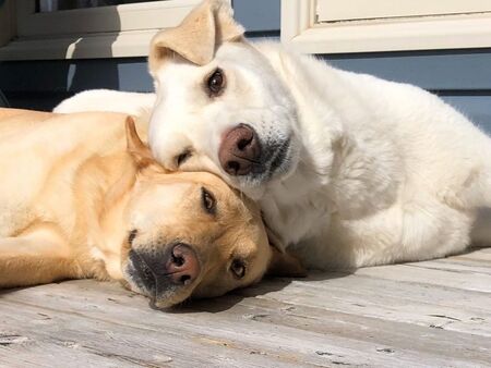 Layla and Widgee