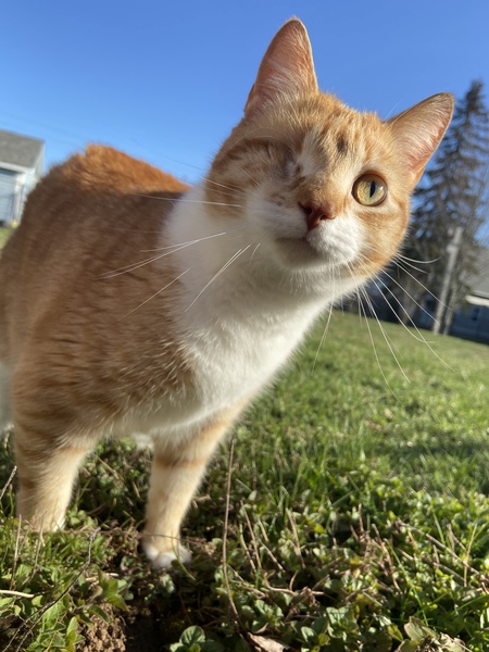 Milo