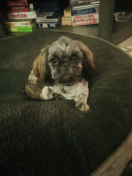 Bella 