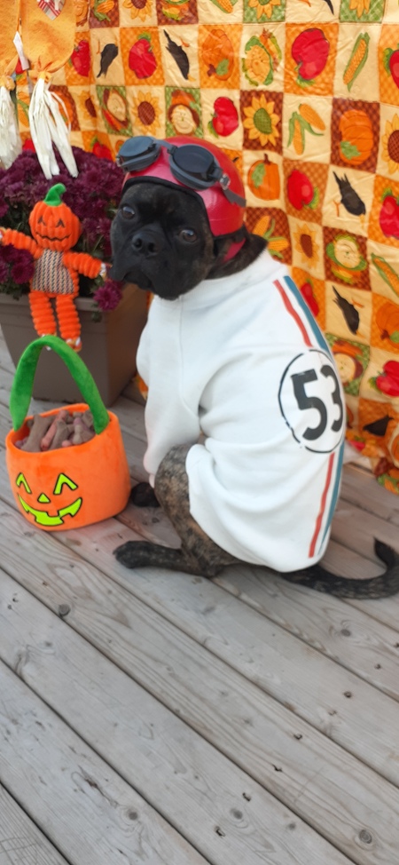 Herbie the Love Bugg