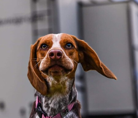 Maggie