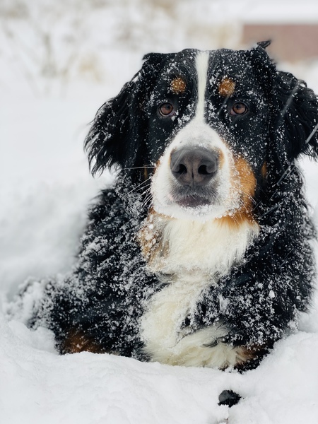 Rosie