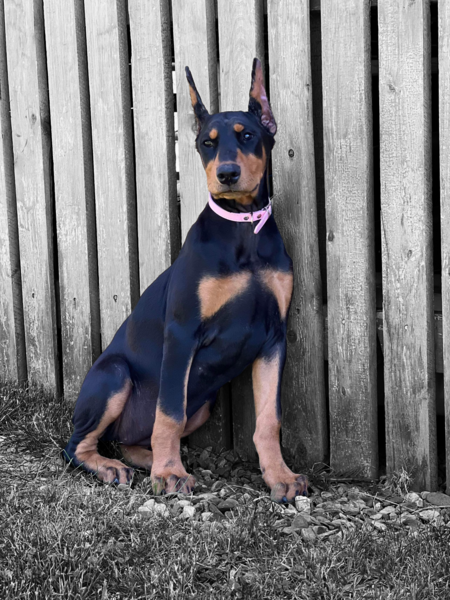 Nina 