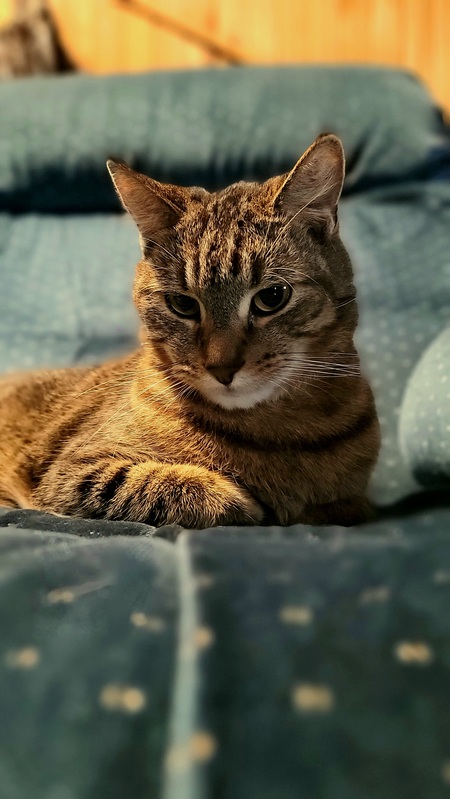 Buddy