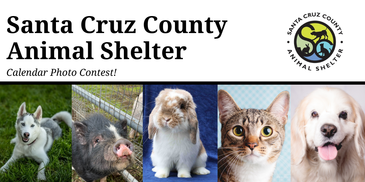 Banner for Santa Cruz County Animal Shelter Calendar Contest