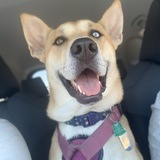 Entry image for Nala 