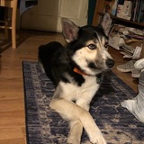 Entry image for Buddy