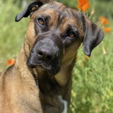 Entry image for Angus