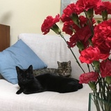 Entry image for Flora and Kai