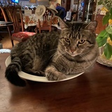 Entry image for Formerly Feral Roy