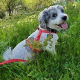 Entry image for Bailey