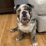 Entry image for Charlie
