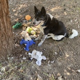 Entry image for Bella