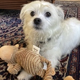 Entry image for Cody