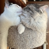 Entry image for Louis & Sammy