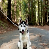 Entry image for Hazel 