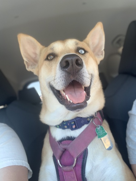 Entry image for Nala . Clicking this image will show a larger photo