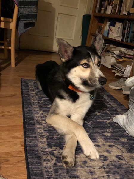 Entry image for Buddy. Clicking this image will show a larger photo