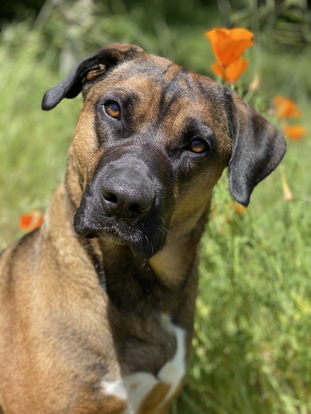 Entry image for Angus. Clicking this image will show a larger photo