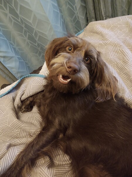 Entry image for Sadie. Clicking this image will show a larger photo