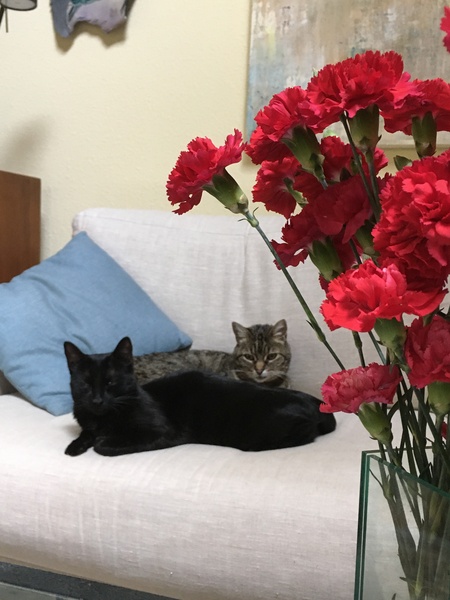 Entry image for Flora and Kai. Clicking this image will show a larger photo
