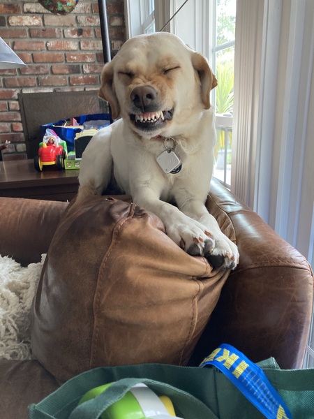 Entry image for Charlie . Clicking this image will show a larger photo