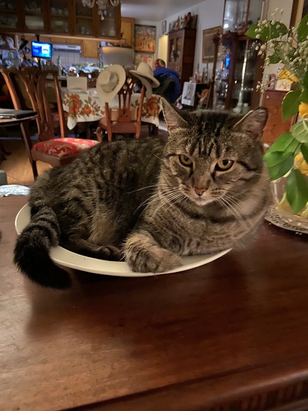 Entry image for Formerly Feral Roy. Clicking this image will show a larger photo
