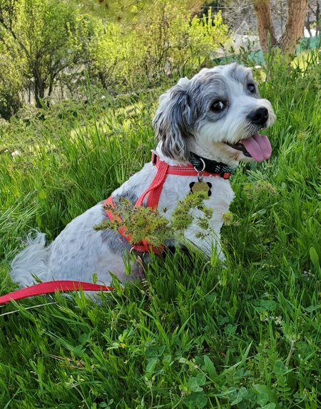 Entry image for Bailey. Clicking this image will show a larger photo