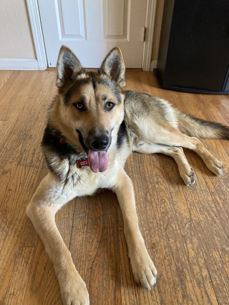 Entry image for Milo. Clicking this image will show a larger photo