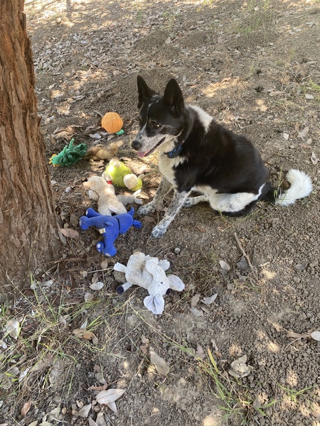Entry image for Bella. Clicking this image will show a larger photo