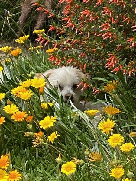 Entry image for Bailey. Clicking this image will show a larger photo
