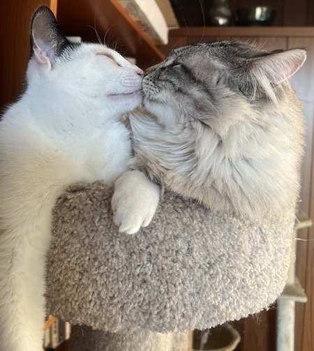 Entry image for Louis & Sammy. Clicking this image will show a larger photo