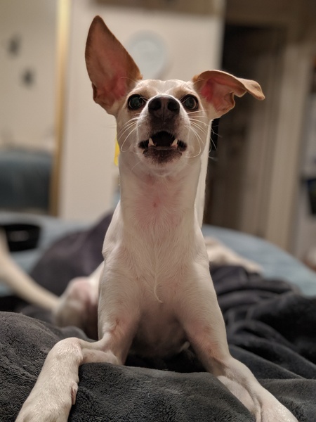 Entry image for Finnegan Quik. Clicking this image will show a larger photo
