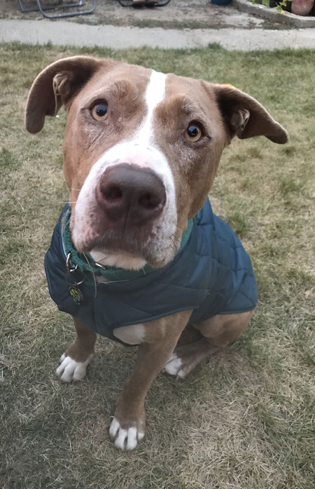 Entry image for Rufus. Clicking this image will show a larger photo