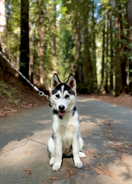 Entry image for Hazel . Clicking this image will show a larger photo