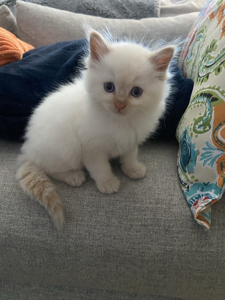 Entry image for Mochi . Clicking this image will show a larger photo