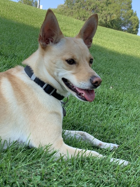 Niki 